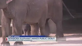 Columbus Zoo's new baby elephant makes public debut