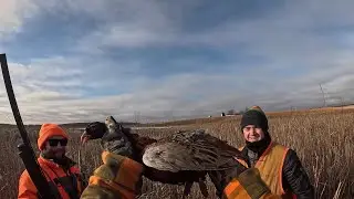 Hard earned Iowa Public Land Bird!