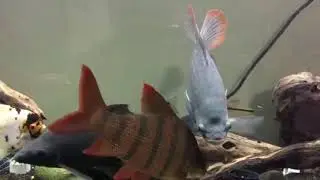 One Year Growth Red Tail Giant Gourami
