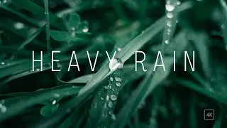 Rainforest Rain Sounds for Sleeping or Studying 🌧️ White Noise Rainstorm