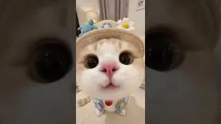 Cute Cat🐱💞#cute #phonk #happy #wow #animalreelshub