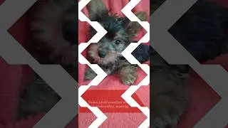 5 Unique Qualities of the Spirited Yorkie Russell! #cutedog #pets #dog #cutepets #doglover