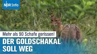 90 L&auml;mmer auf Sylt gerissen: Droht dem Goldschakal der Abschuss? | NDR Info