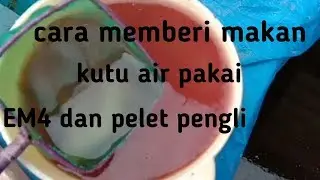 Cara memberi makan kutu air moina pakai em4 dan pelet pengli || yono atik ||