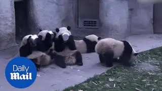 Adorable hungry pandas lick feeding bowls clean in minutes - Daily Mail