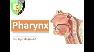 Anatomy of Pharynx