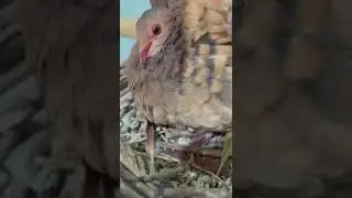 Ruddy Quail Dove