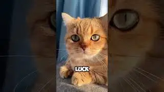 Cats bring good luck