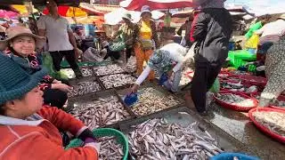 Fishes and Businesses for Local Livelihoods | Daily Life Activities and Fishes Trading | Local Lives
