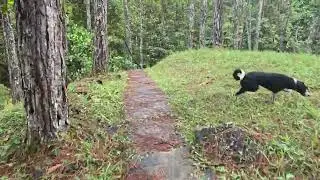 Jungle walk with Bella part 1 