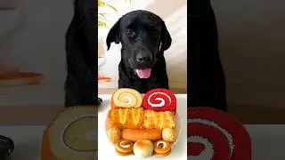 Healthy Homemade Meals for Black Labrador | Fun Dog Food Challenge 😂🍽️🐶