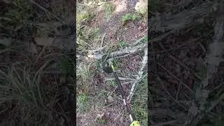 branches tremble at the sound of my name