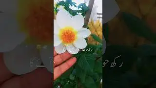 Dhalia growing tips #shorts #dhalia #gardening#ytshorts #flowers #trending #plantcare