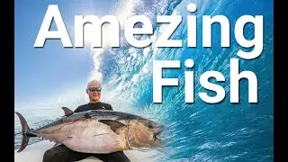 Amezing Fish In The Pond