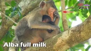 Mom Anna weep tear pity her baby Alba, Mom Anna change mood & feeding her baby Alba till full milk