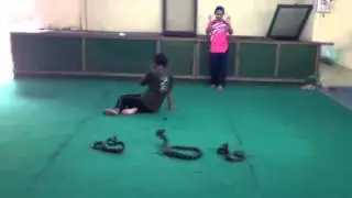 Poisonous Snake Pops Balloon - Thailand