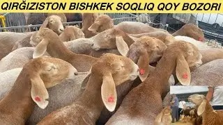 😱👍Qirğiziston Bishkek Qoy bozoridan Piryamoy Vidyo Tozza Arashan qoylardi zorlaridan tomosha