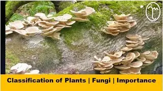 CLASSIFICATION OF PLANTS | FUNGI | EXAMPLES & IMPORTANCE | GRADE 5 SCIENCE | CBC