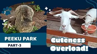Peeku Park Adventure | Part 3: Feeding Animals & Up-Close Encounters! #peekupark#petspark