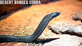 Deadly Desert Cobra | Most venomous| Black mouth