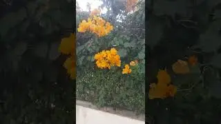 #ТУРЕЦКИЕ ЦВЕТЫ ОСЕНЬЮ😲😲#сиде#манавгат#flowers turkish in autumn😲😲#side#manavgat#T&Uuml;RKİYE💖🇹🇷#shorts