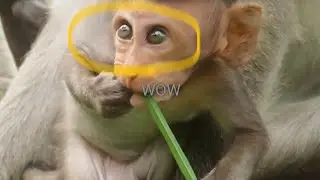 WOW! The baby monkey opens his eyes wide baby gate 💞
