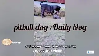 Pini&rsquo;s Daily Blog A Day in My Paws