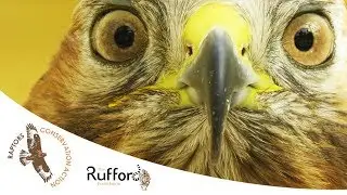 Raptors Conservation Action (Yırtıcı Kuşları Koruma Hareketi)