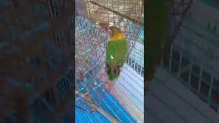Green African Love Bird | BHARAT 🇮🇳