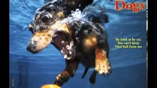 Home Book Summary: Underwater Dogs 2013 Wall Calendar by Seth Casteel
