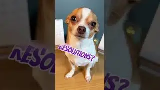 New Year/Same Dog - #chihuahua #judgement #funnyvideo #funny #laughter #comedy #funnyshorts #jokes