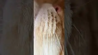 Cat: I have a small upturned nose, are you envious? #asmr #massage #cat