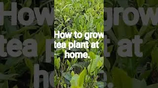 Grow tea plants at home.