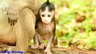I Adore Her Baby Pinky! How Cute and Adorable Little Baby Monkey Pinky ? Super Cute Both Mom & Baby.