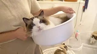✨2년만에 돌아온!✨ 목욕 천재 고양이 구피💦