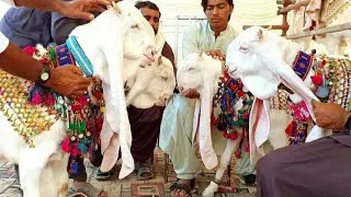 10 goats for 2022 sacrifice 10goats for goat farming Total 20animalscargo service all over pakistan