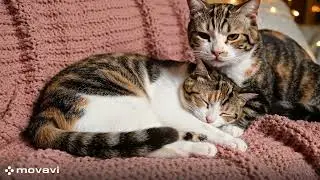 SweetCats