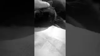 Cats like head massage#trending#cat#shorts#catlover#pet