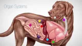 Wellness Testing