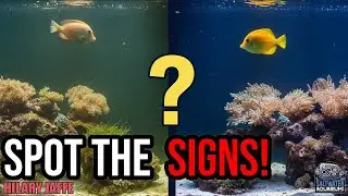 5 Warning Signs Your Aquarium Needs an Immediate Water Change | Hilary Jaffe