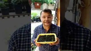 Почему нет всходов#бегонии из семян?В повышенной влажности и при ярком свете появляются #водоросли.