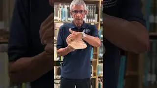 Learn about Rumphius's Slit Shell (𝘌𝘯𝘵𝘦𝘮𝘯𝘰𝘵𝘳𝘰𝘤𝘩𝘶𝘴 𝘳𝘶𝘮𝘱𝘩𝘪𝘪) with Dr. Jos&eacute; Leal.