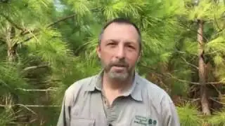 What is Forest Research?