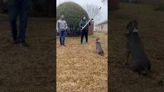 Flirt Pole Training