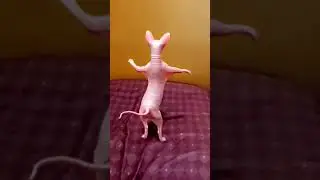 🤣🤣🤣🤣🤣🐈 cat bihari vinse #shortvideo #funny #trending #shorts