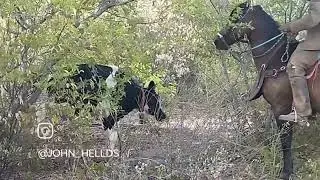 Pega de boi no mato Velozes da caatinga 