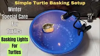 Turtle Basking Setup | How To Use Turtle Basking Light | #hmhobbyist #turtle