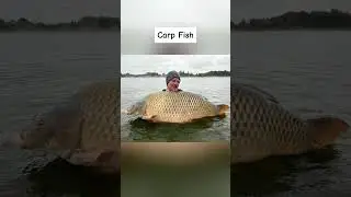 How Animals Looked Before Humans... 😱 #shorts #viral #trending #tiktok