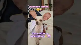 En vez de Dumbo, m&aacute;s bien parezco  una ratona🐁 #viralshort #chihuhua #dogs #perros #amigochihuahua