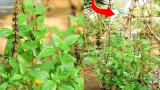 Amazing V Garden, How to grow Basil in plastic waste